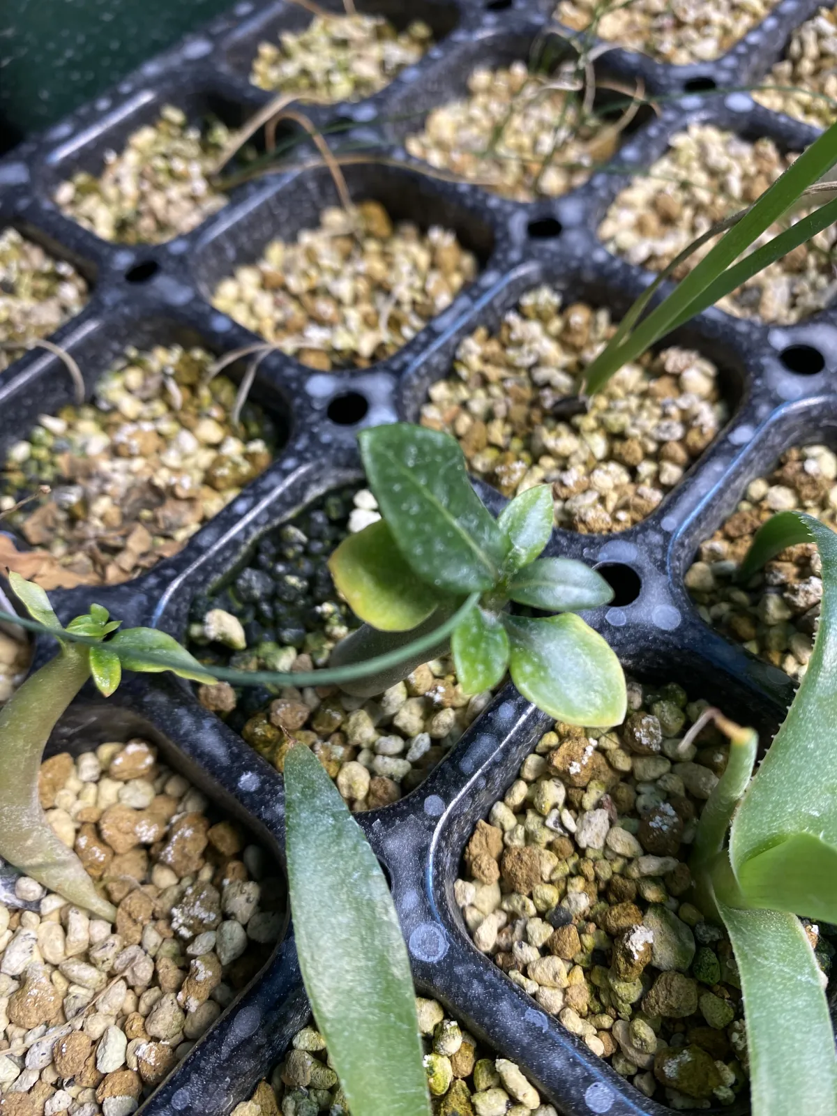 Adenium arabicum Black Stem (アデニウム アラビカム ブラックステム)
