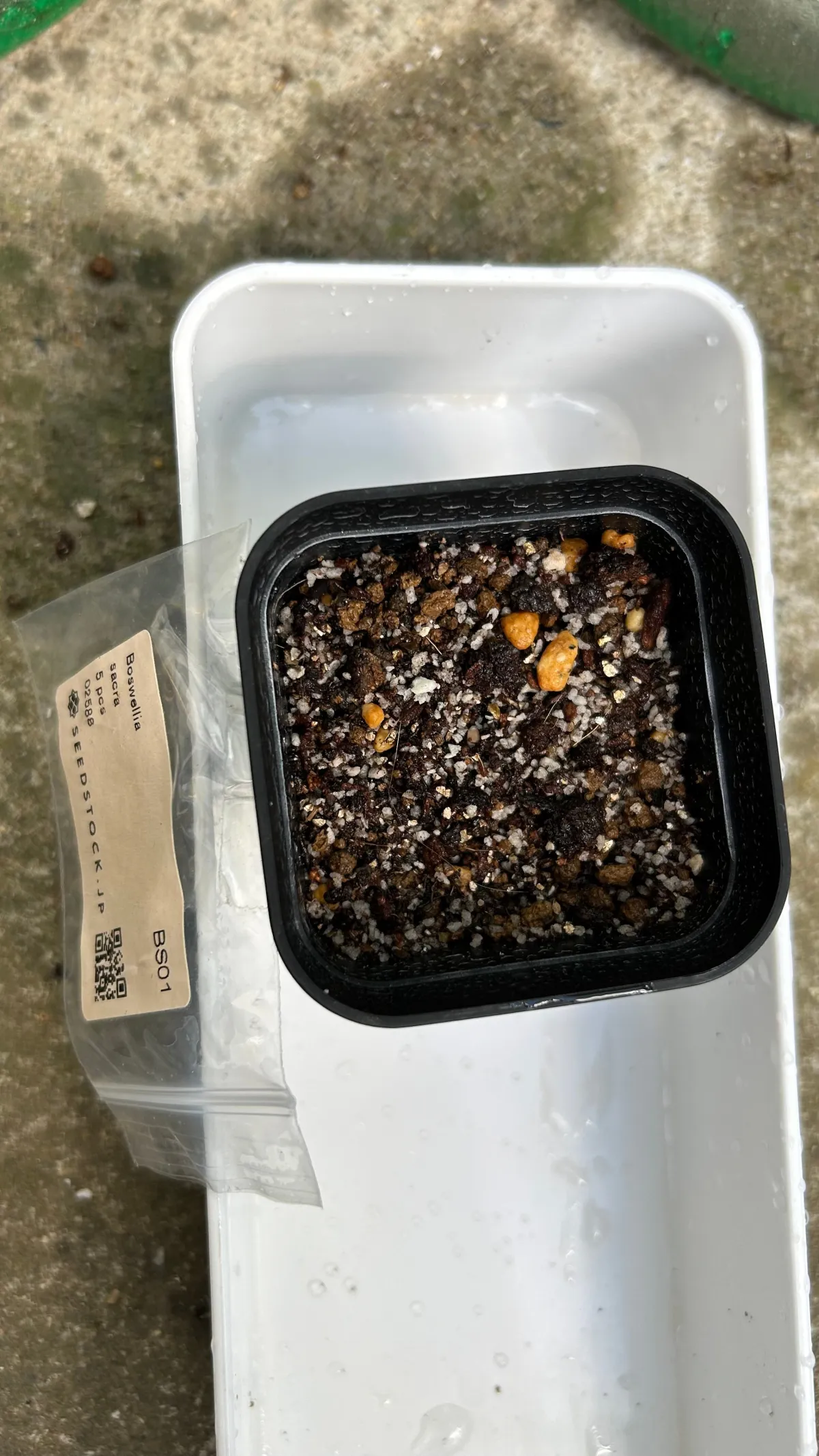 Boswellia sacra (ボスウェリア サクラ)