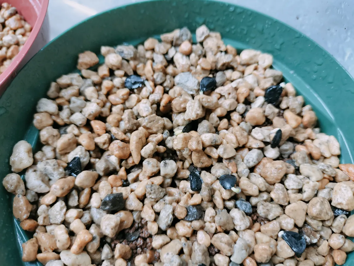 Agave parryi var. huachucensis 'Wakefield' (アガベ パリー ウェイクフィールド)