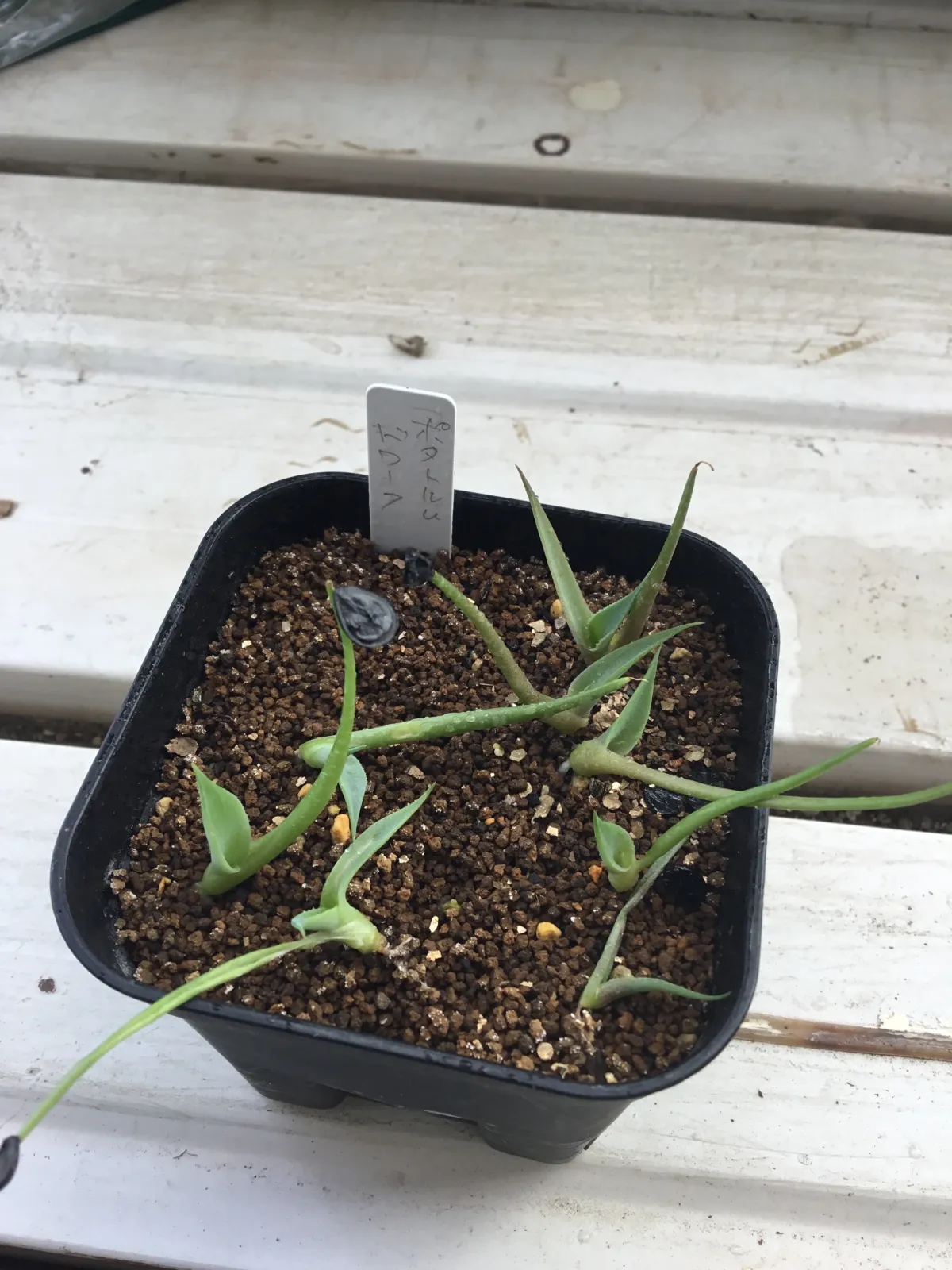 Agave potatorum Dwarf (アガベ ポタトラムドワーフ)