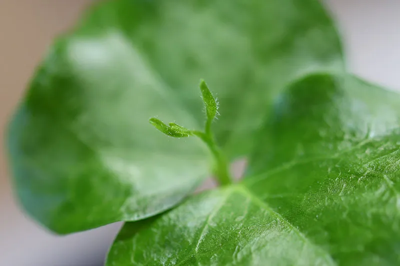 Commiphora monstruosa (コミフォラ モンストローサ)
