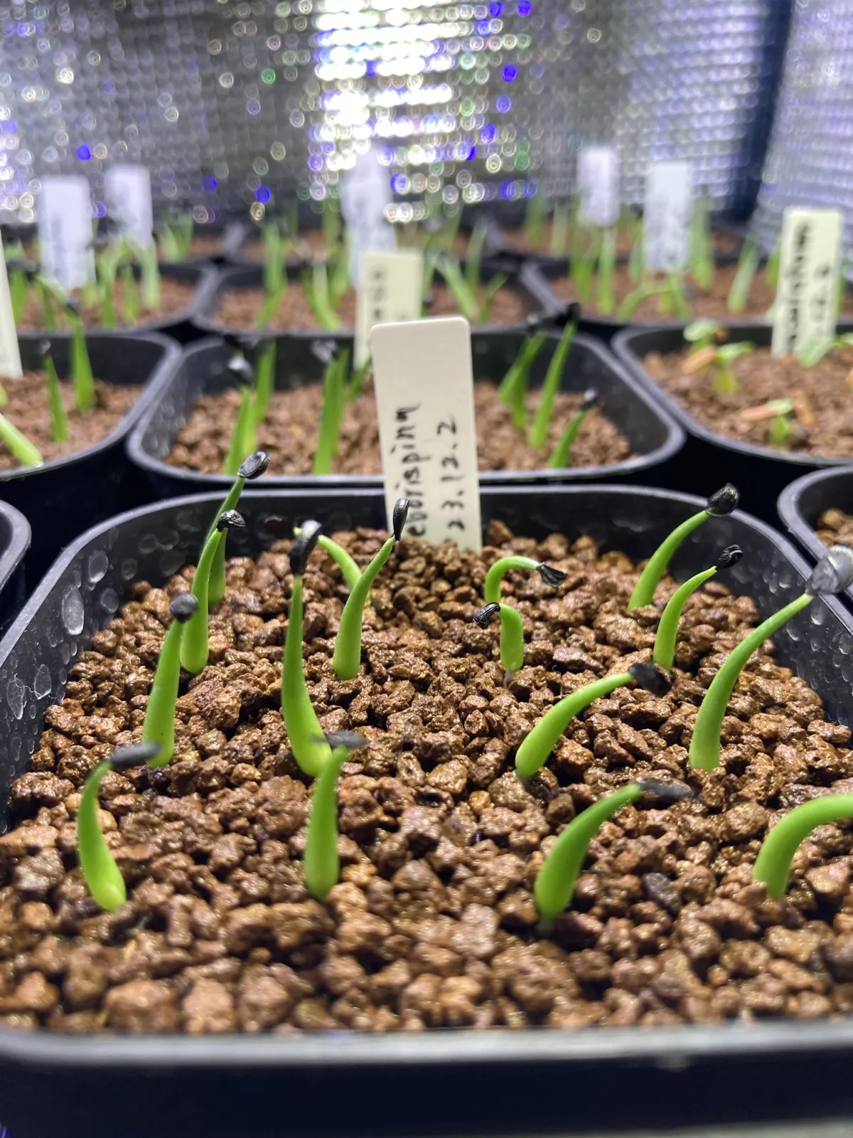 Agave utahensis var. eborispina (アガベ エボリスピナ)