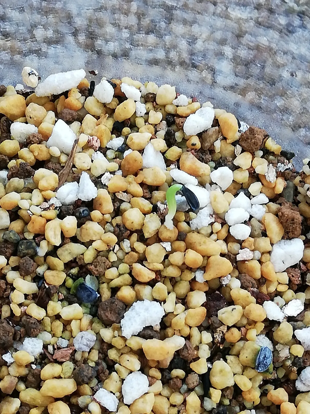 Agave ghiesbreghtii 'Purpusorum' (アガベ パルプソーラム)