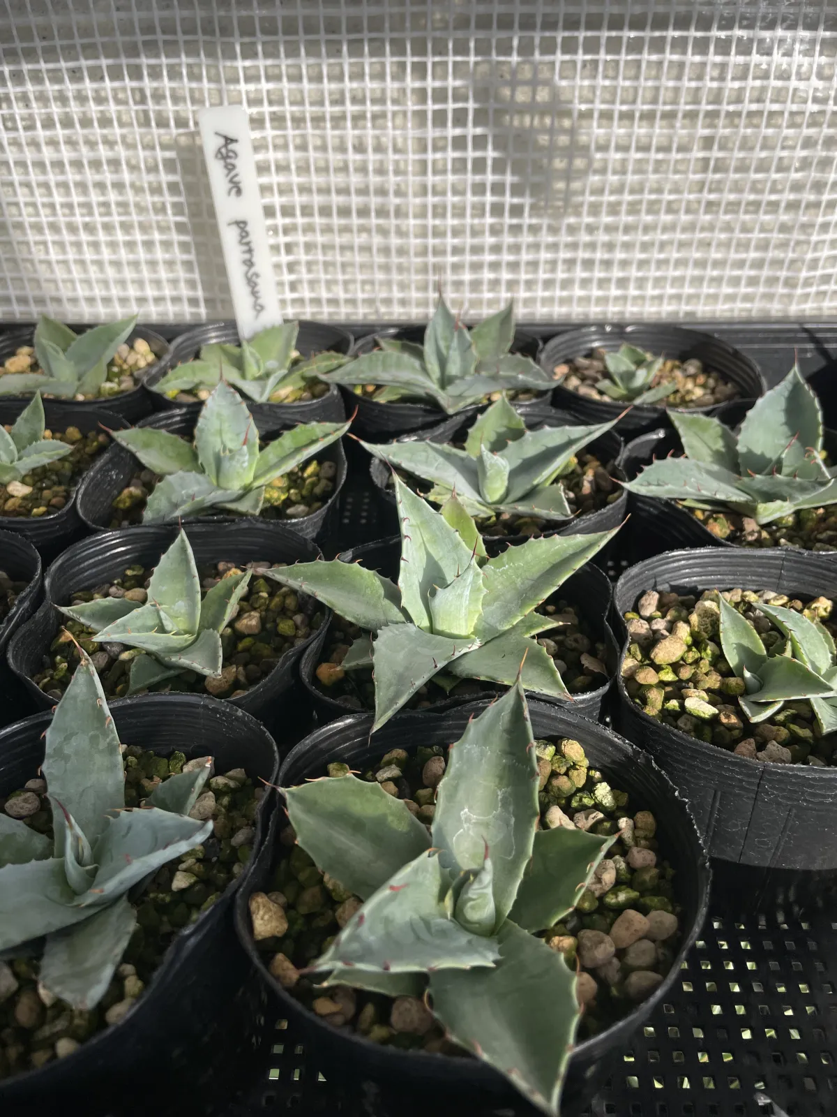 Agave parrasana (アガベ パラサナ)