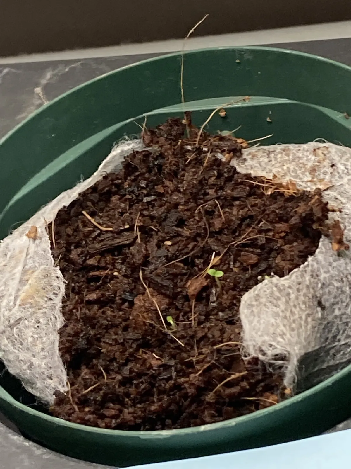 Ficus racemosa (フィカス ラケモーサ)