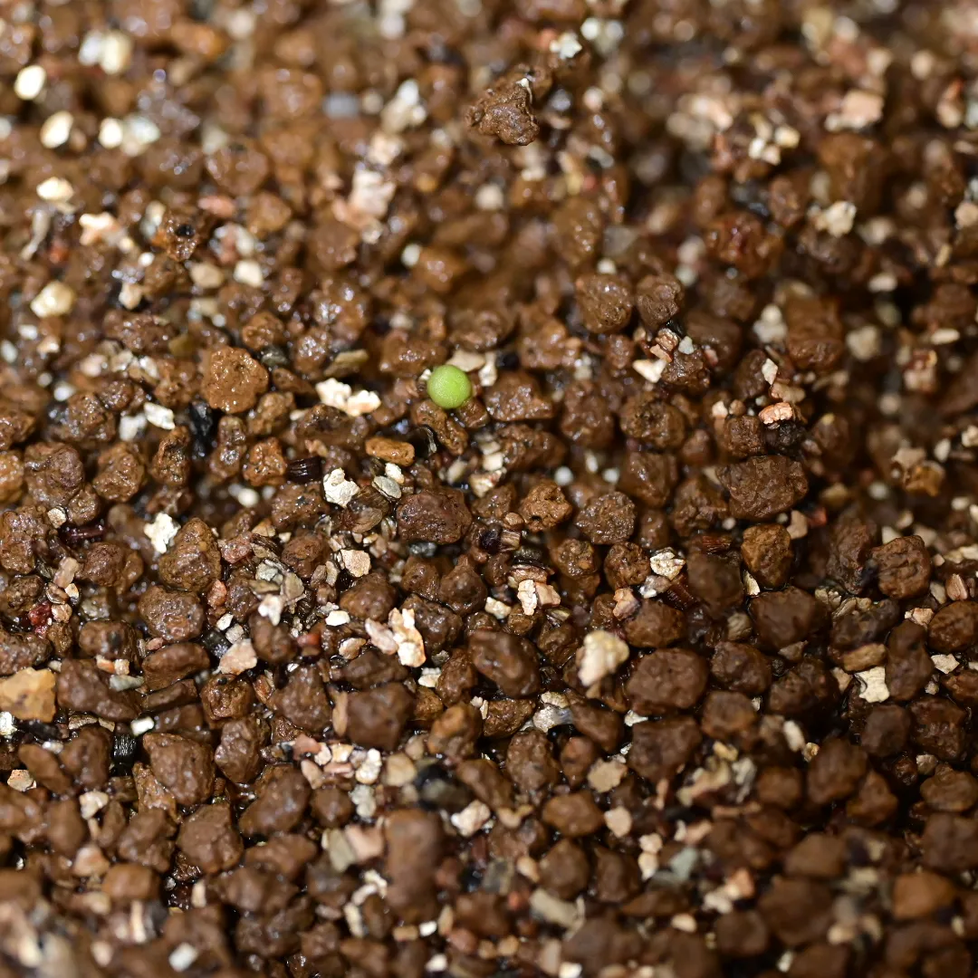 Aztekium ritteri (アズテキウム 花籠)