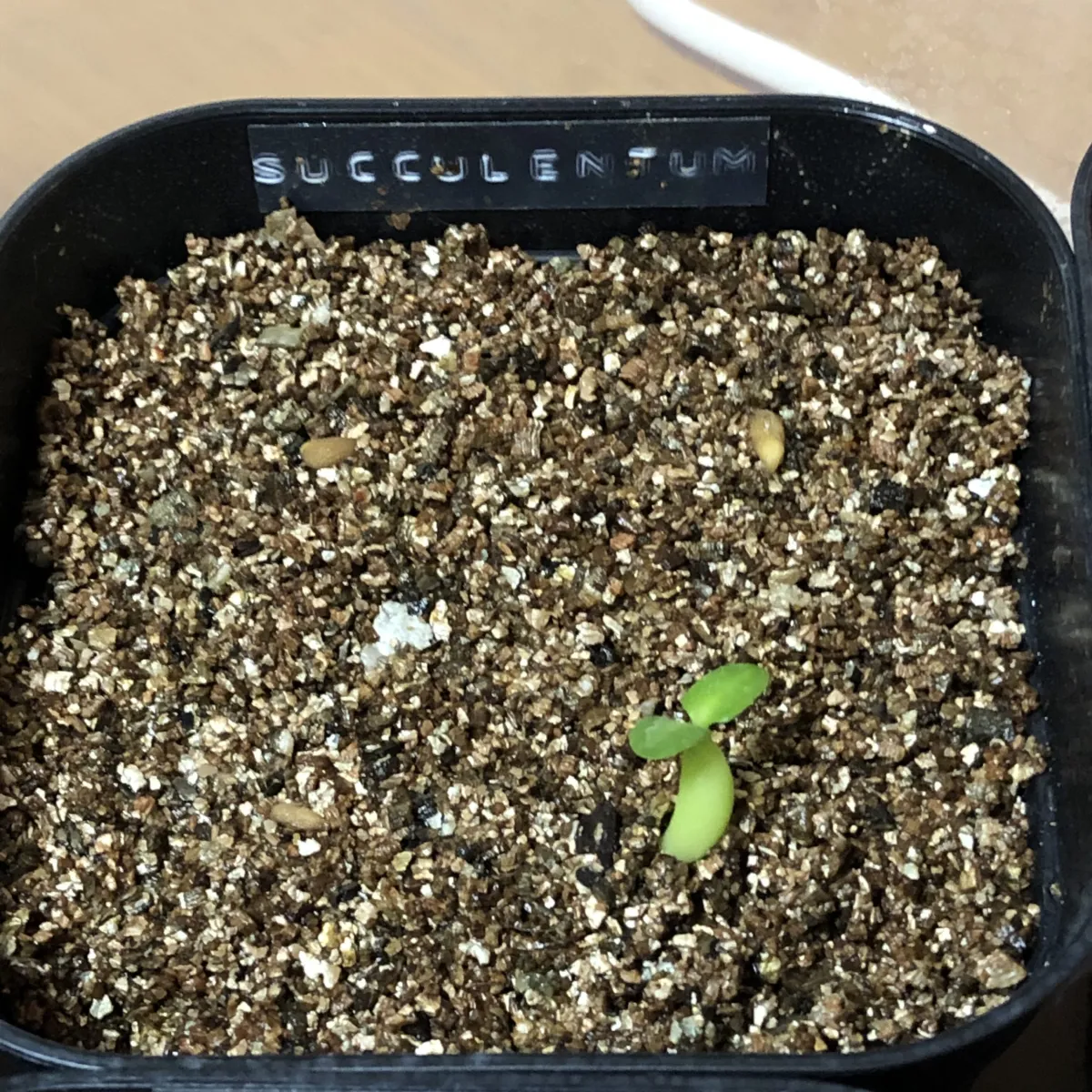 Pachypodium succulentum (パキポディウム サキュレンタム)