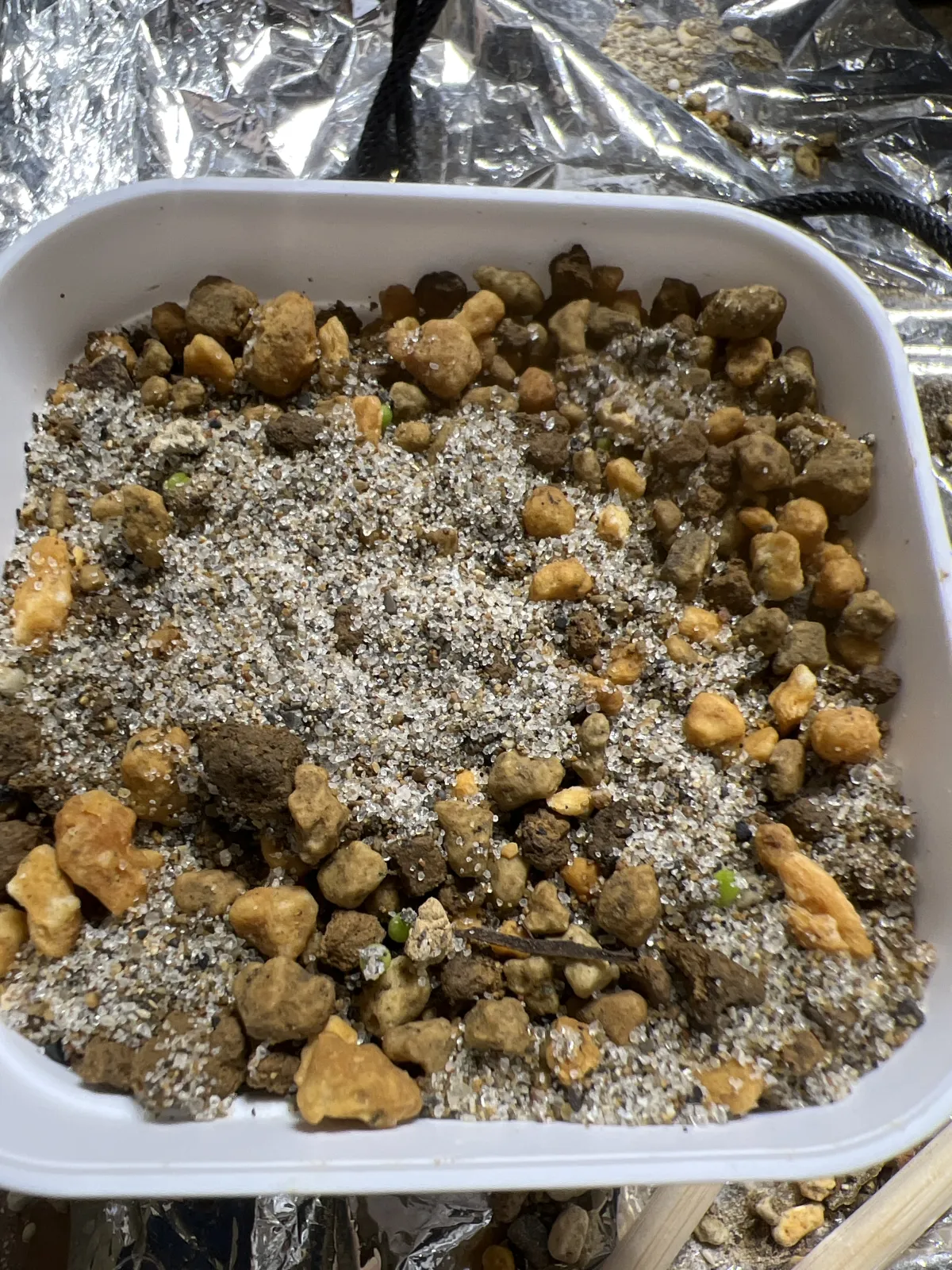 Ariocarpus retusus Seven Stars (アリオカルプス レツーサス 岩牡丹)