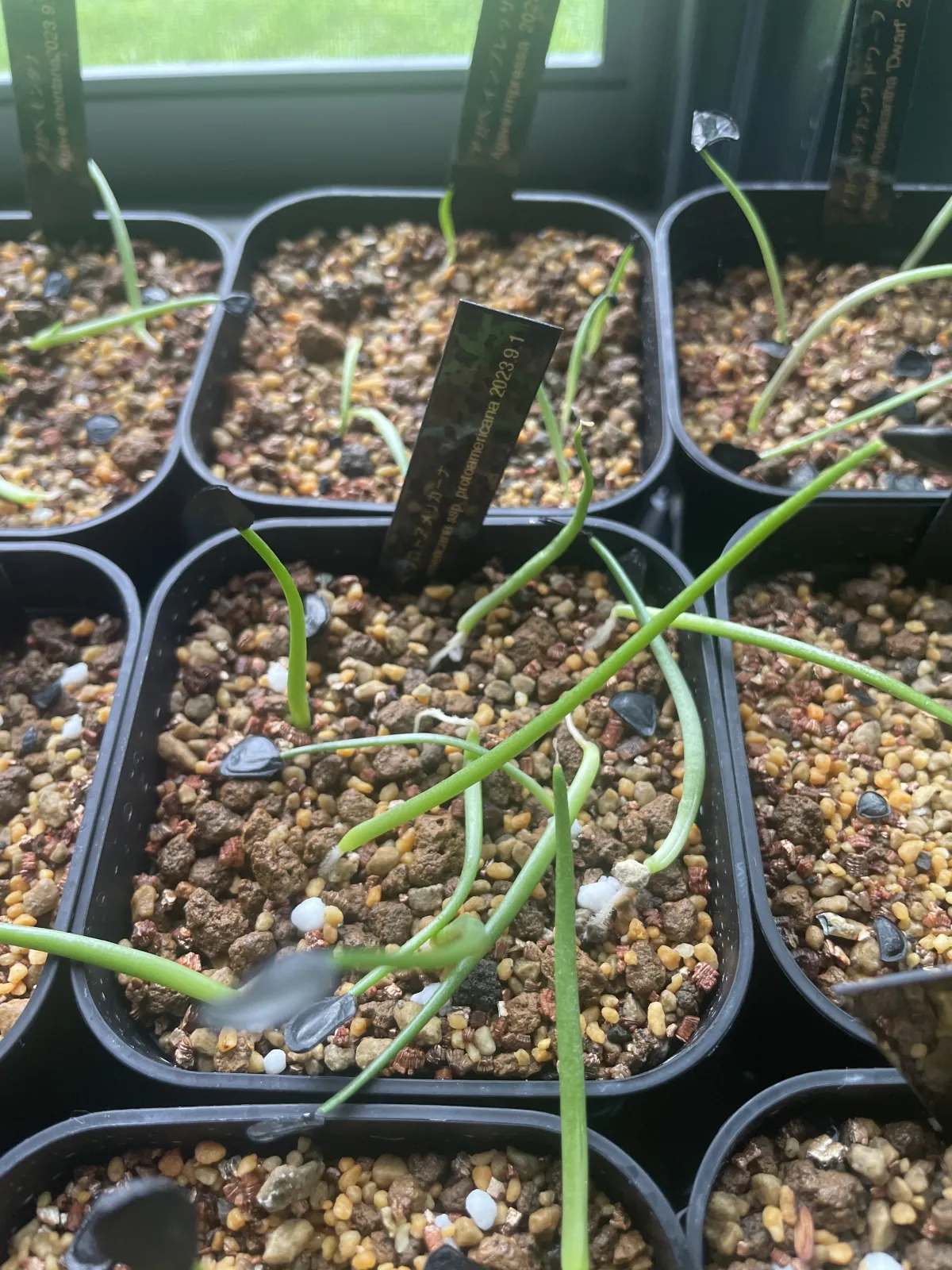 Agave americana ssp. protoamericana (アガベ プロトアメリカーナ)