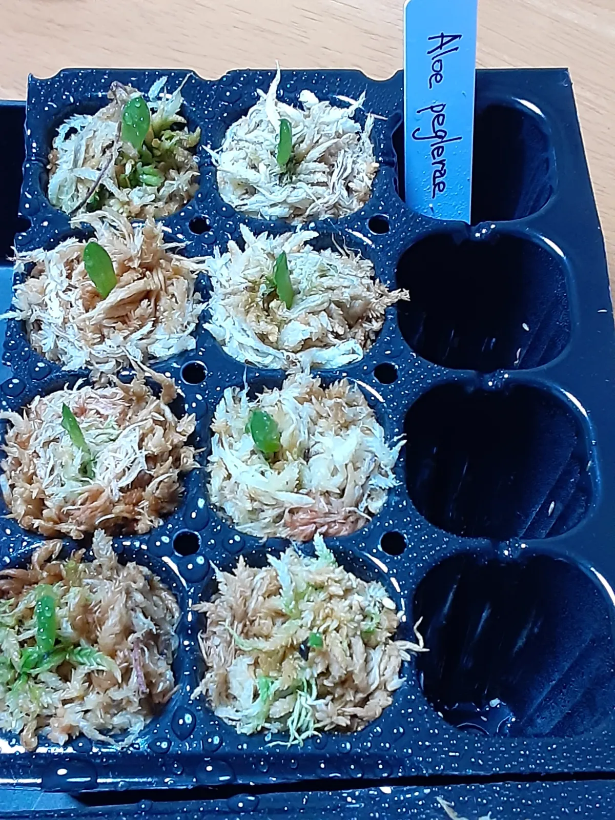 Aloe peglerae (アロエ ペグレラエ)