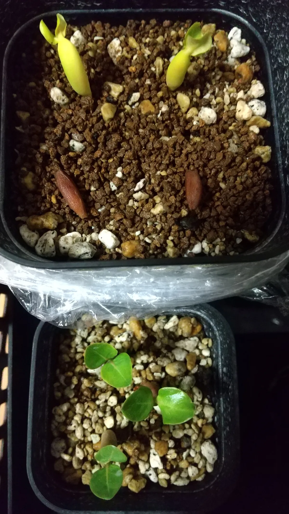 Adenium arabicum (アデニウム アラビカム)