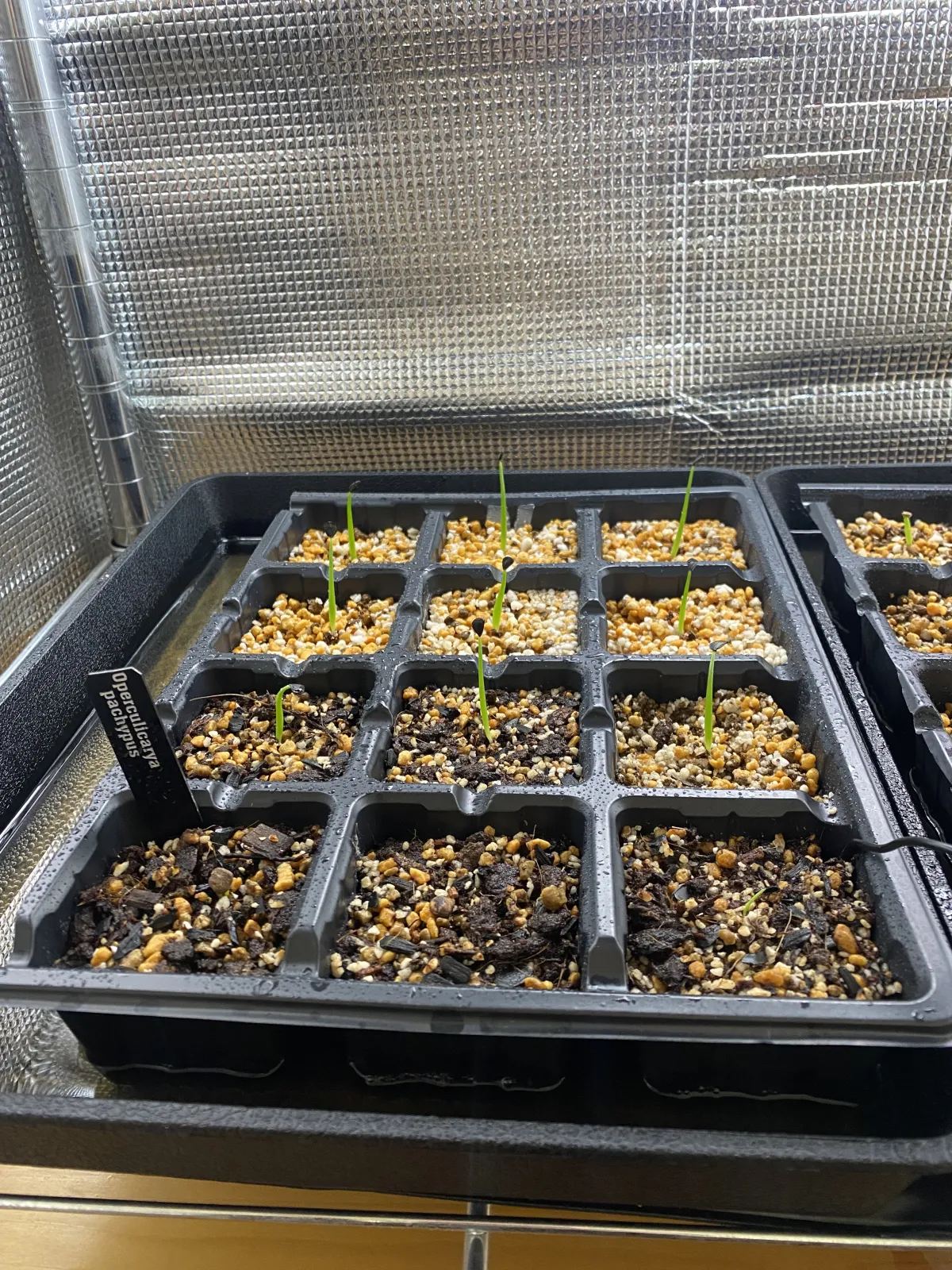 Agave sobria subsp. sobria (アガベ ソブリア)