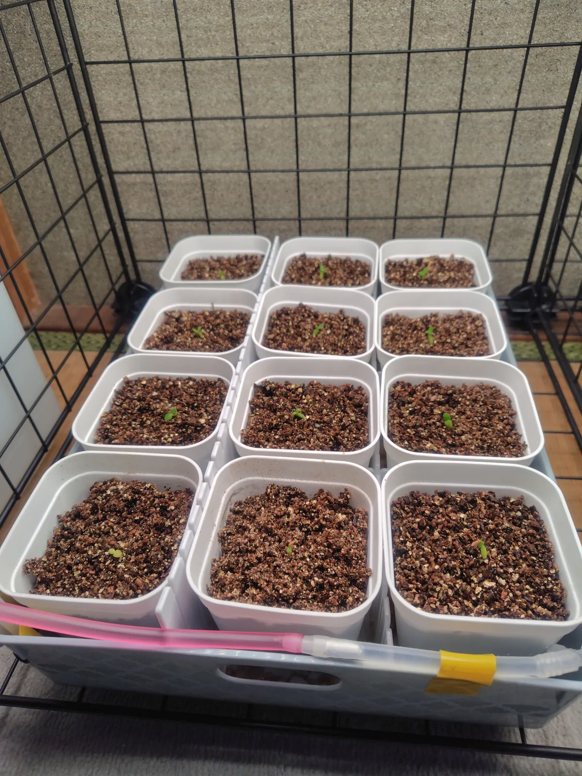 Pachypodium brevicaule subsp. leucoxanthum (パキポディウム レウコキサンツム)