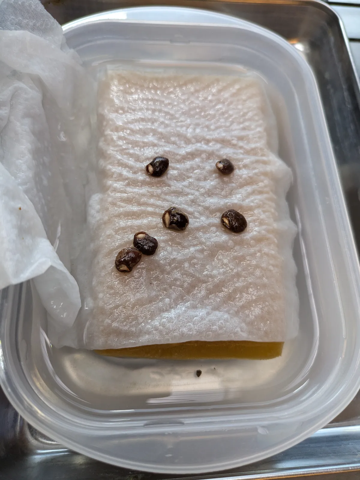 Operculicarya sp (オペルクリカリア)