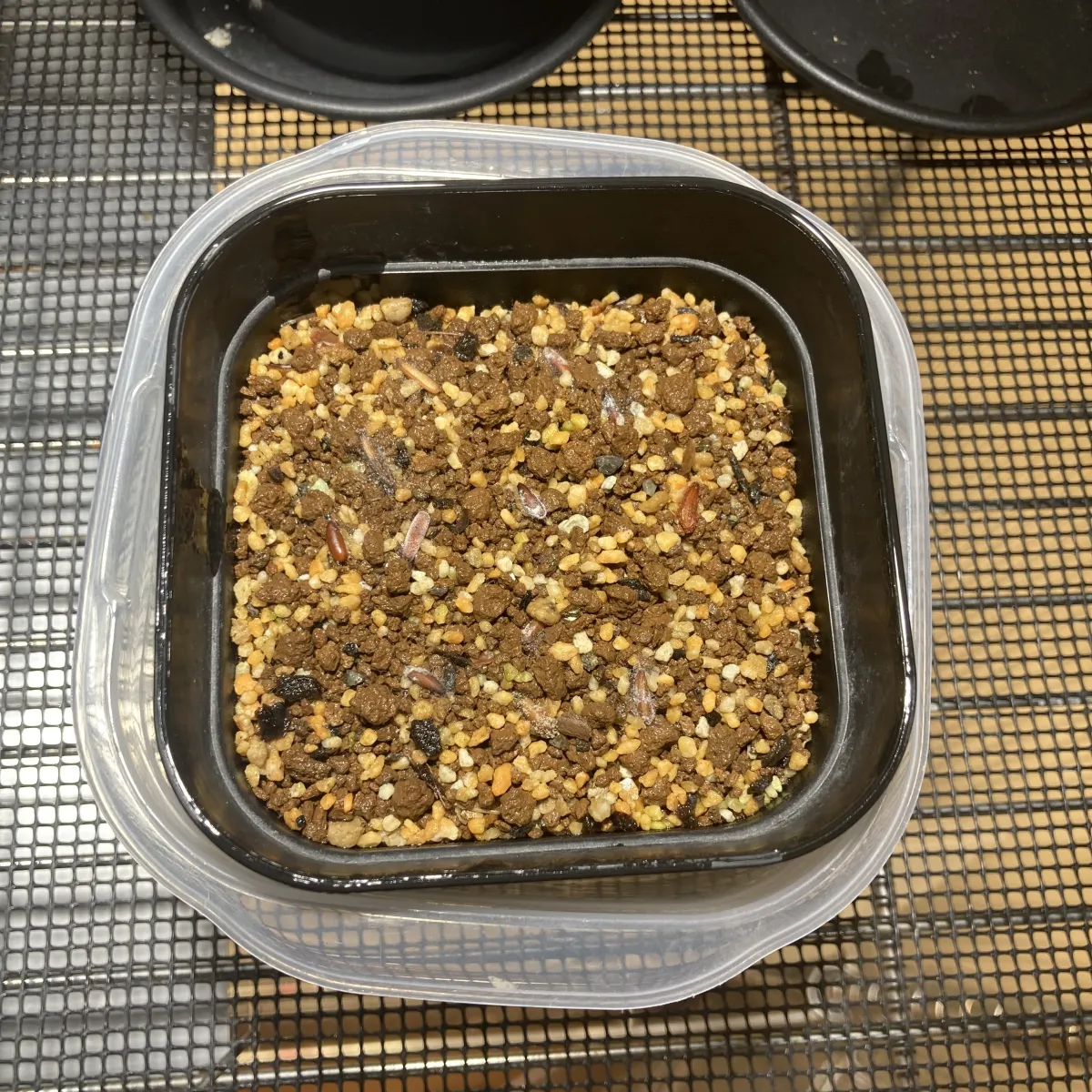 [無料種子] 発芽難 パキポディウム グラキリス　 Pachypodium rosulatum var. gracilius