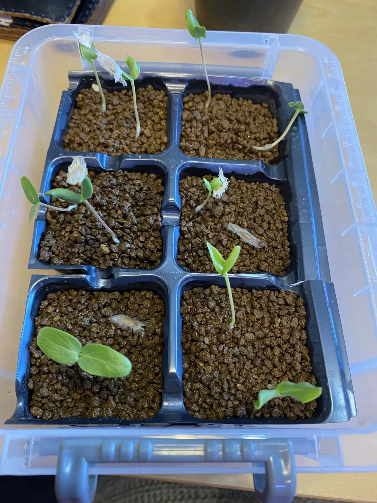 Fouquieria formosa (フォークイエリア フォルモサ)