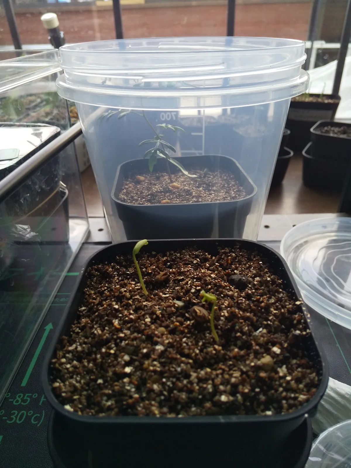 [無料種子] オペルクリカリア 蓋開け練習用 Operculicarya