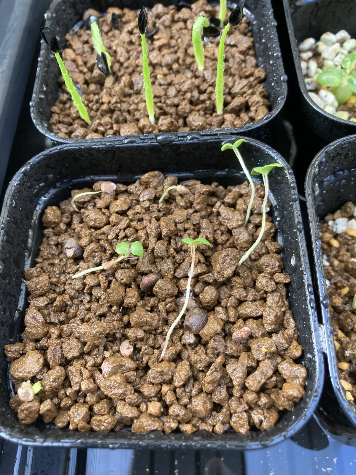 Pachycormus discolor (パキコルムス ディスカラー)