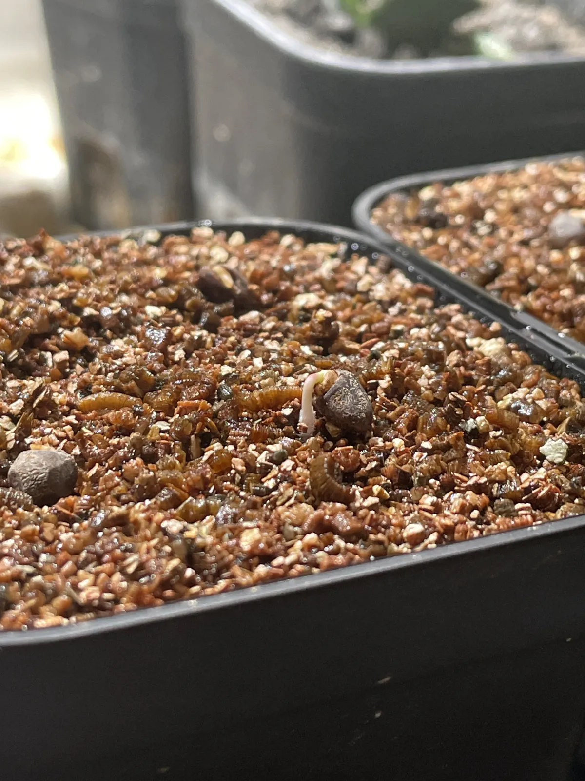 Operculicarya pachypus (オペルクリカリア パキプス)