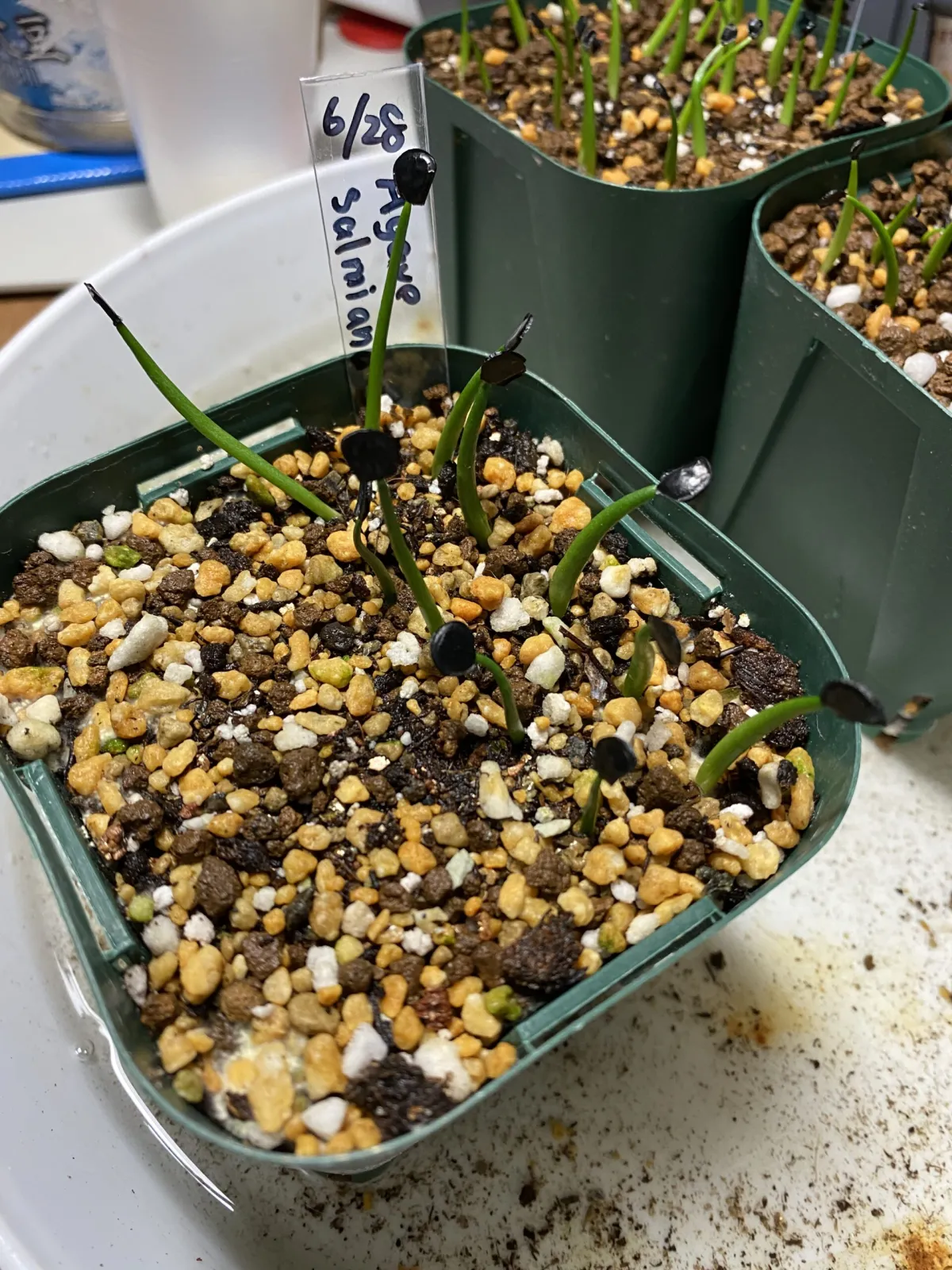 Agave salmiana subsp. salmiana (アガベ サルミアナ)