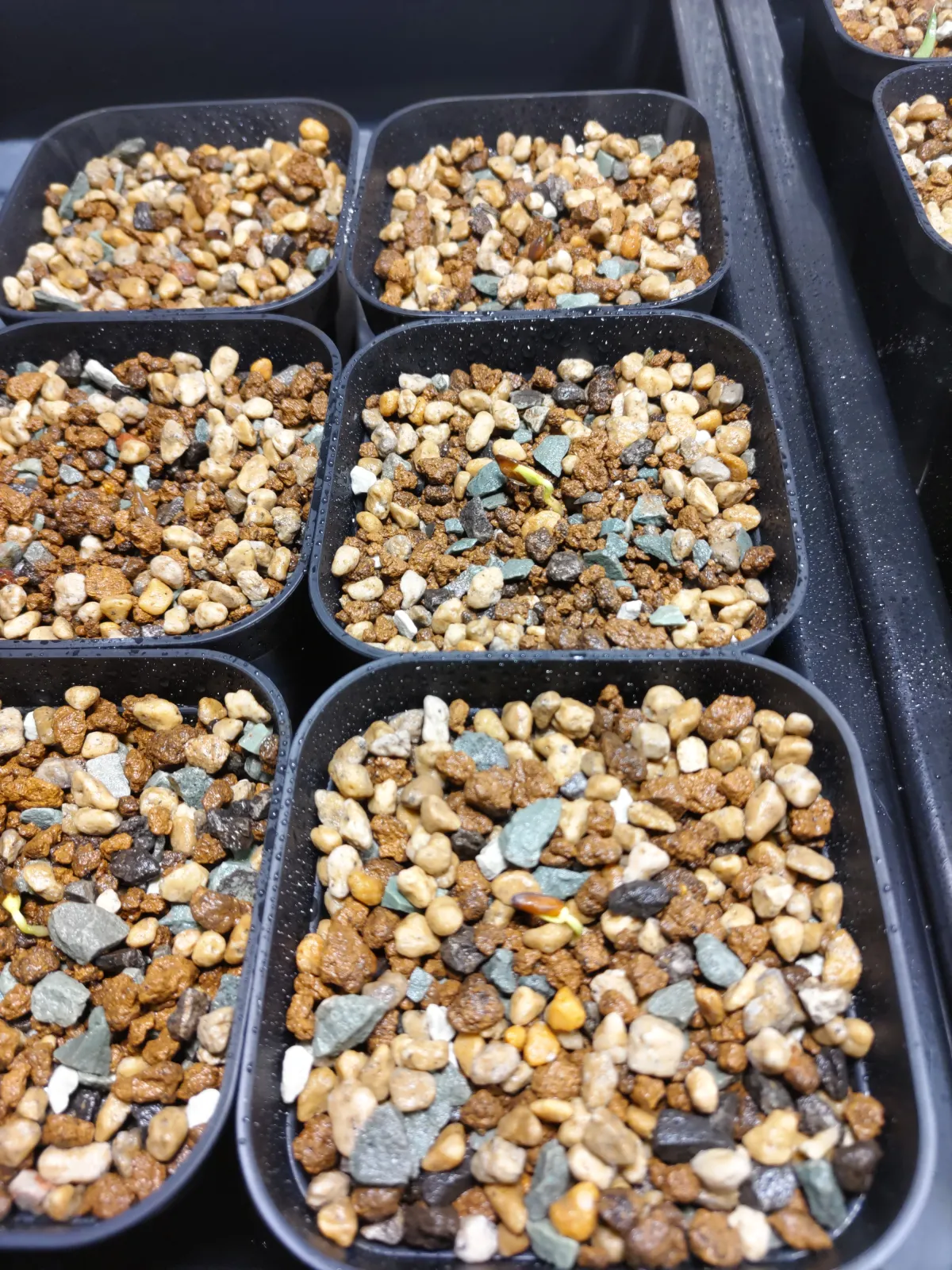 Senna meridionalis (センナ メリディオナリス)