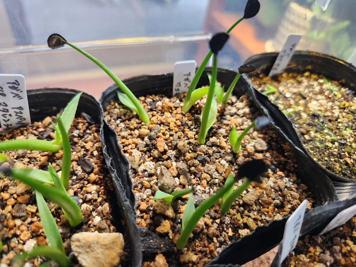 Agave wocomahi (アガベ ワコマヒー)