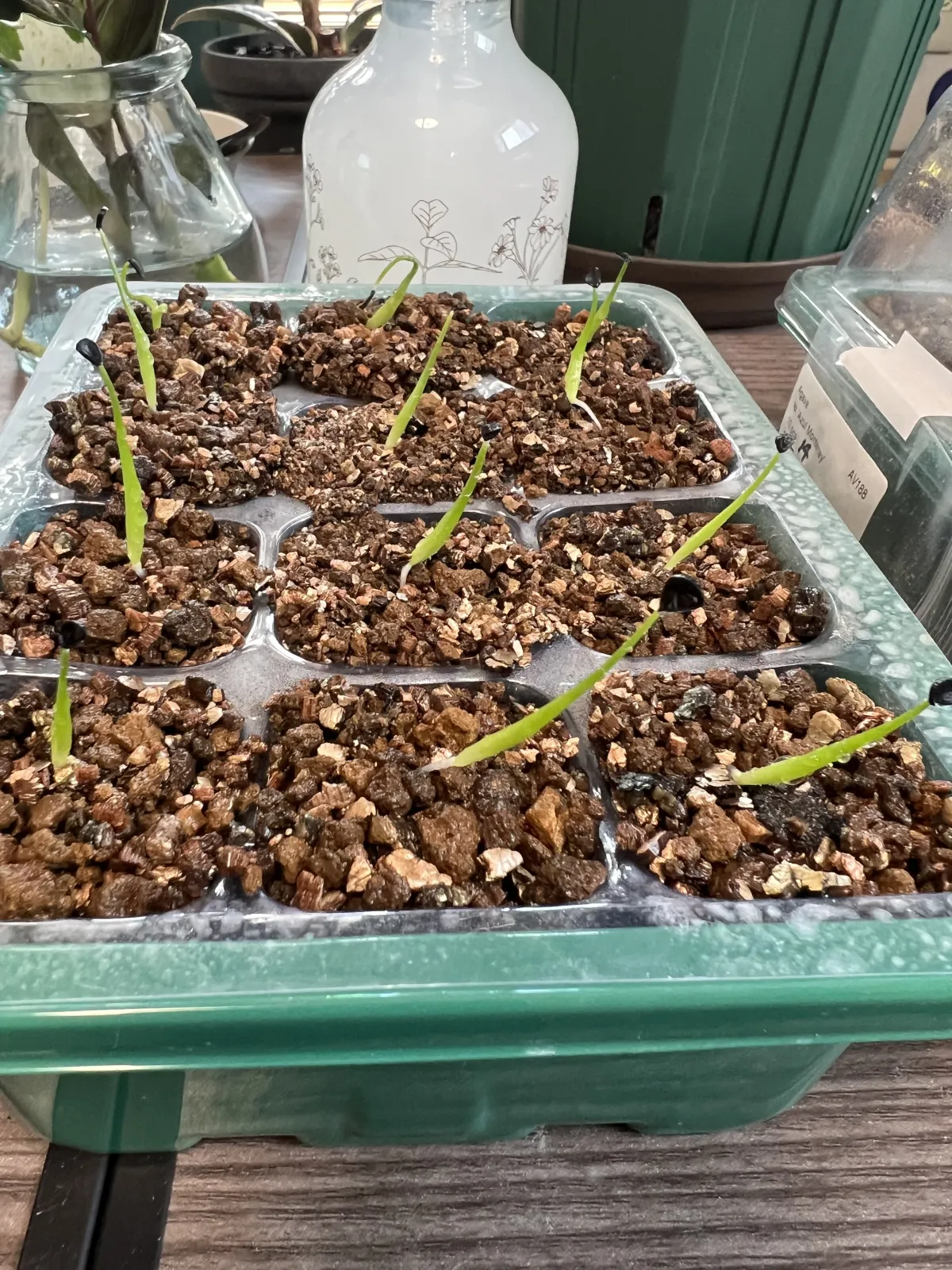 Agave utahensis var. eborispina (アガベ エボリスピナ)