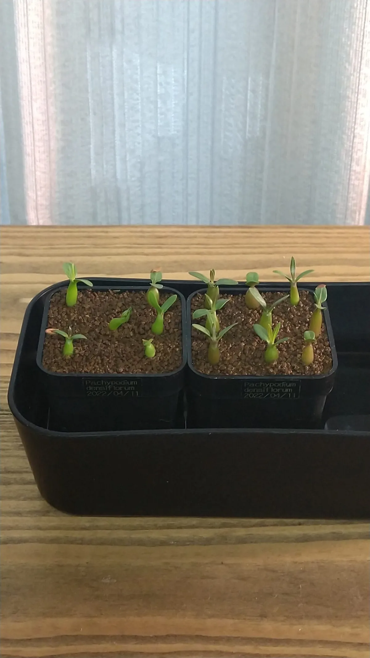 Pachypodium densiflorum var. densiflorum (パキポディウム デンシフローラム)