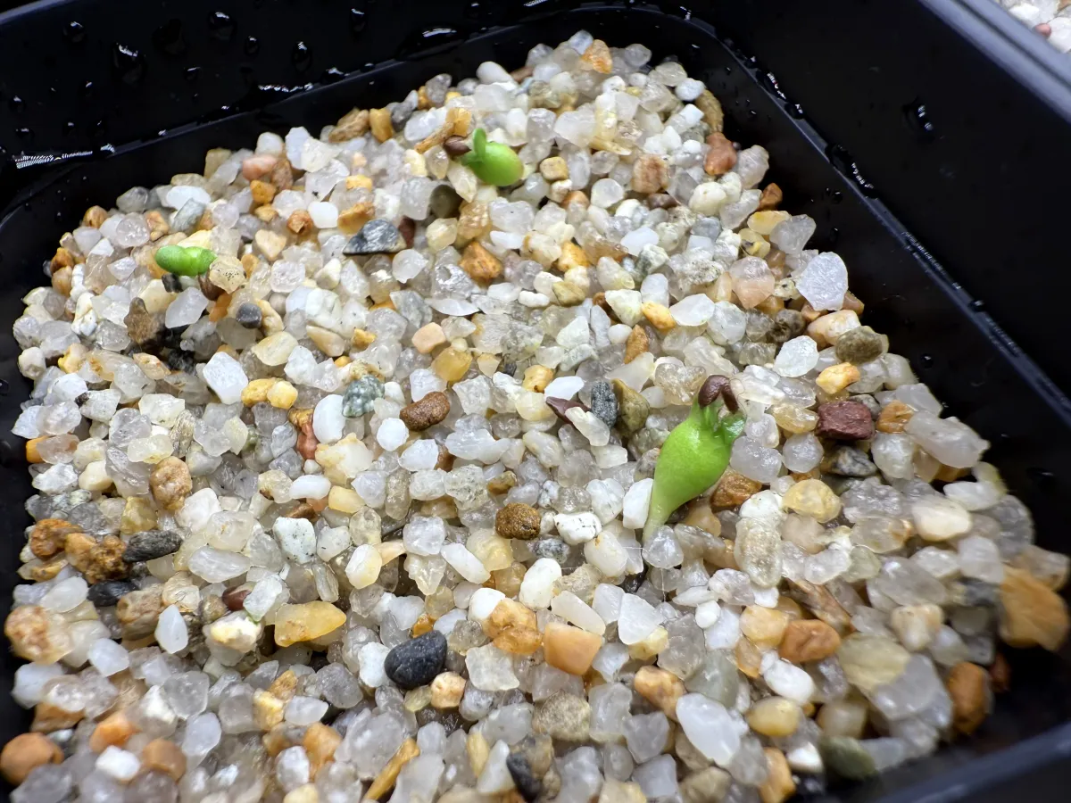 Euphorbia stellata (ユーフォルビア ステラータ 飛竜)