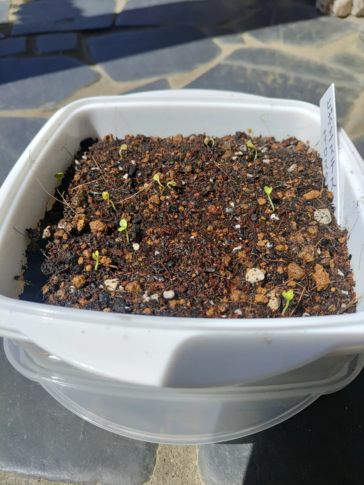 Hypoestes phyllostachya Pink (ヒポエステス フィロスタキア ピンク)