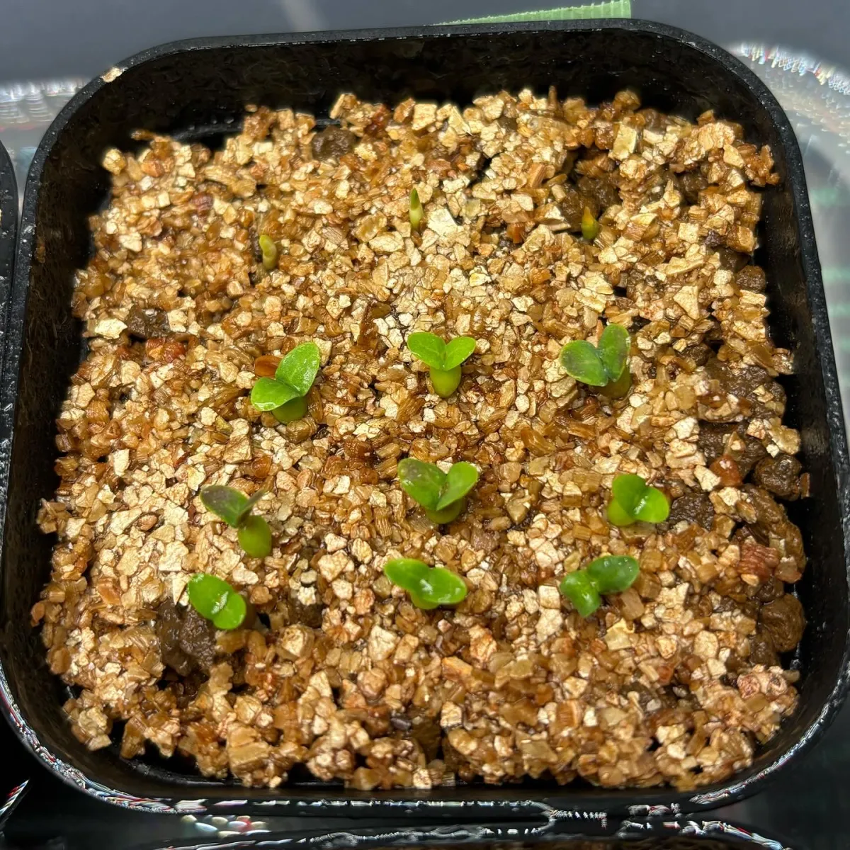 Pachypodium enigmaticum (パキポディウム エニグマチカム)