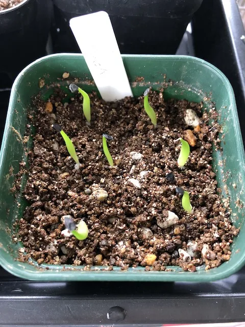 Agave oteroi (アガベ オテロイ)