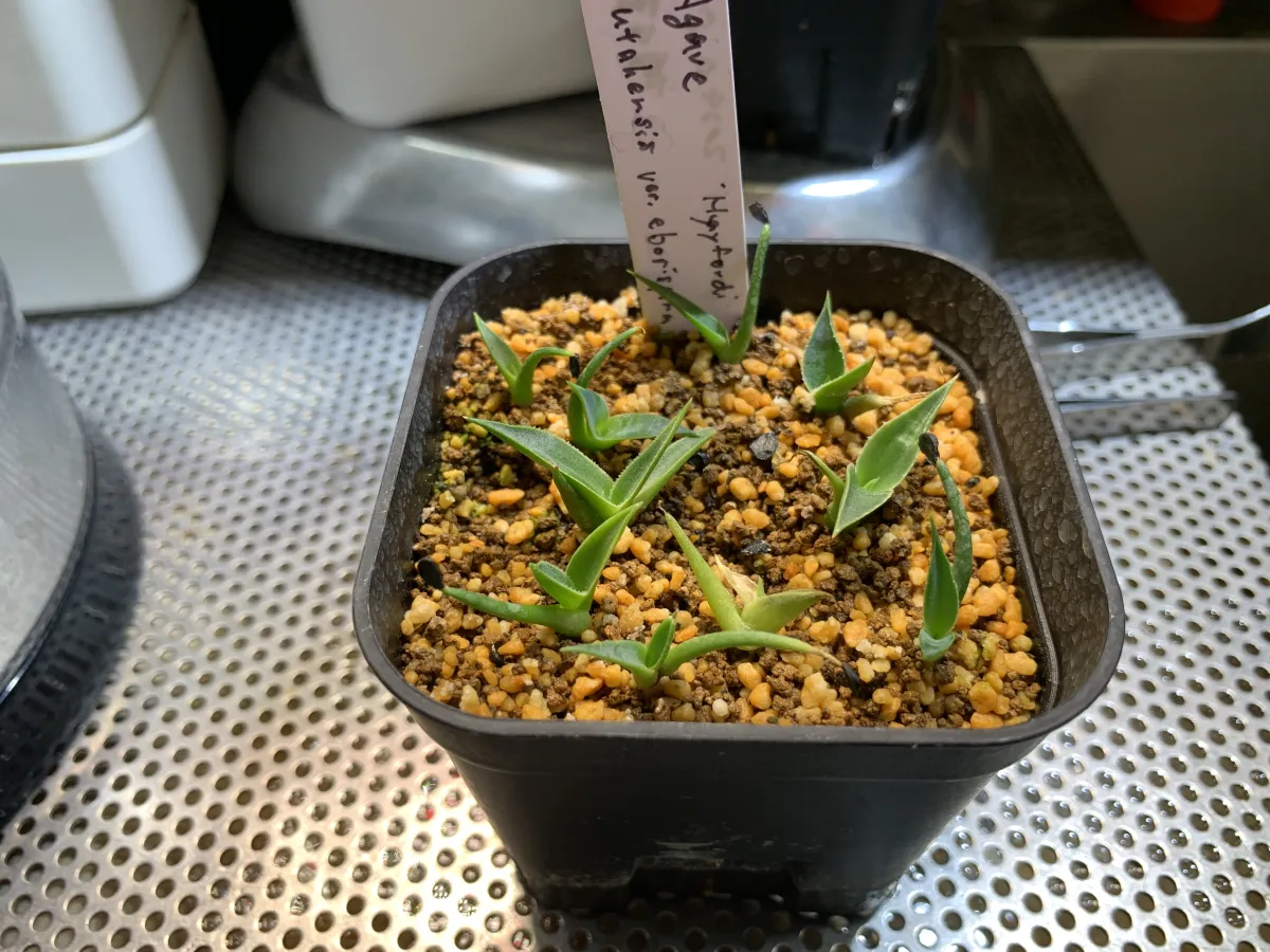 Agave utahensis var. eborispina 'Hayford' (アガベ エボリスピナ ヘイフォード)