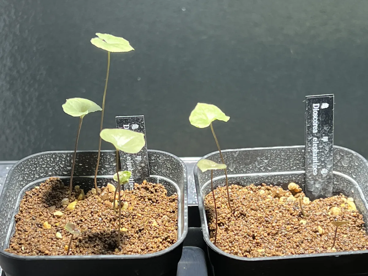 Dioscorea elephantipes (ディオスコレア エレファンティペス アフリカ亀甲竜)