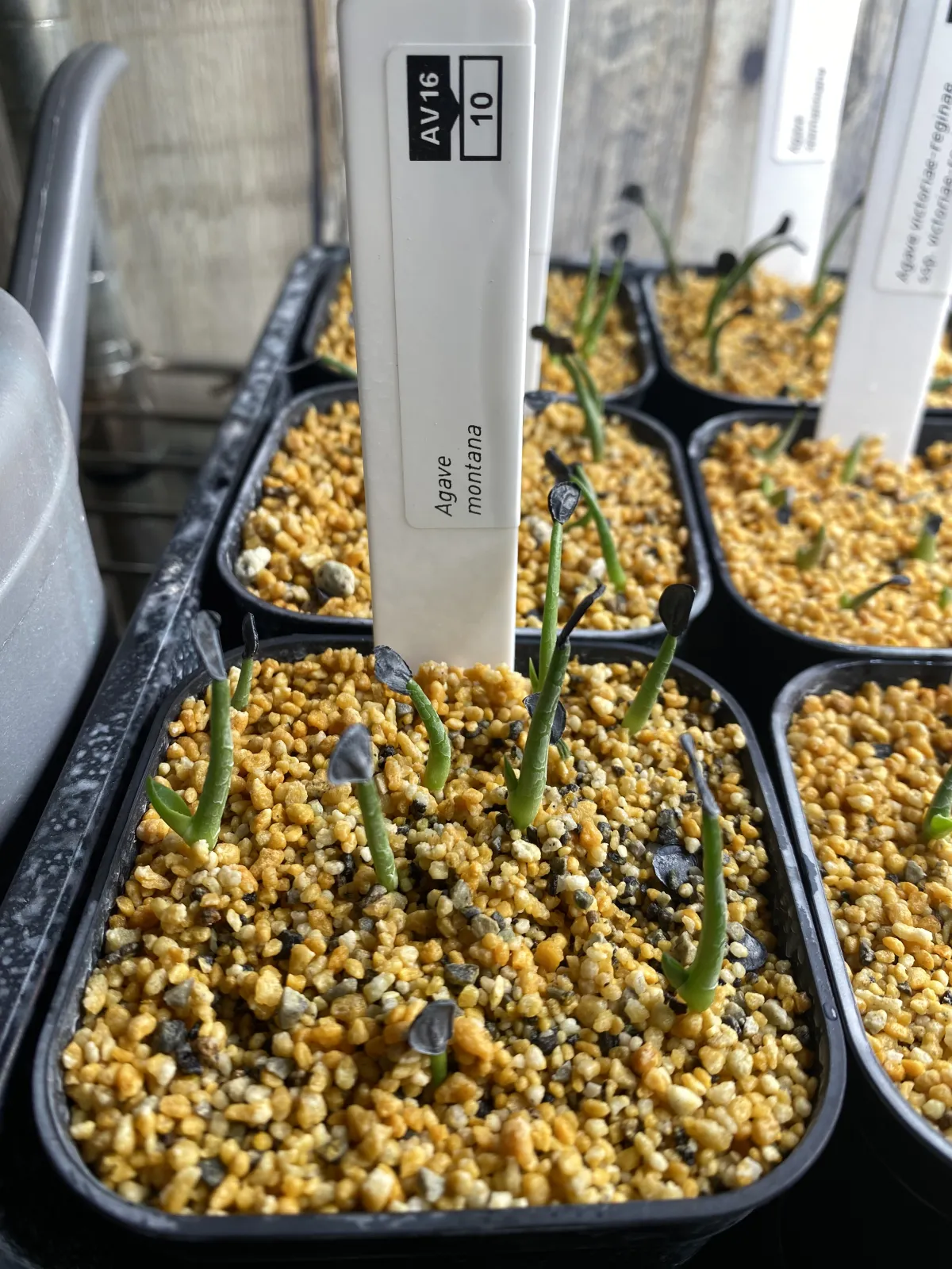 Agave montana (アガベ モンタナ)