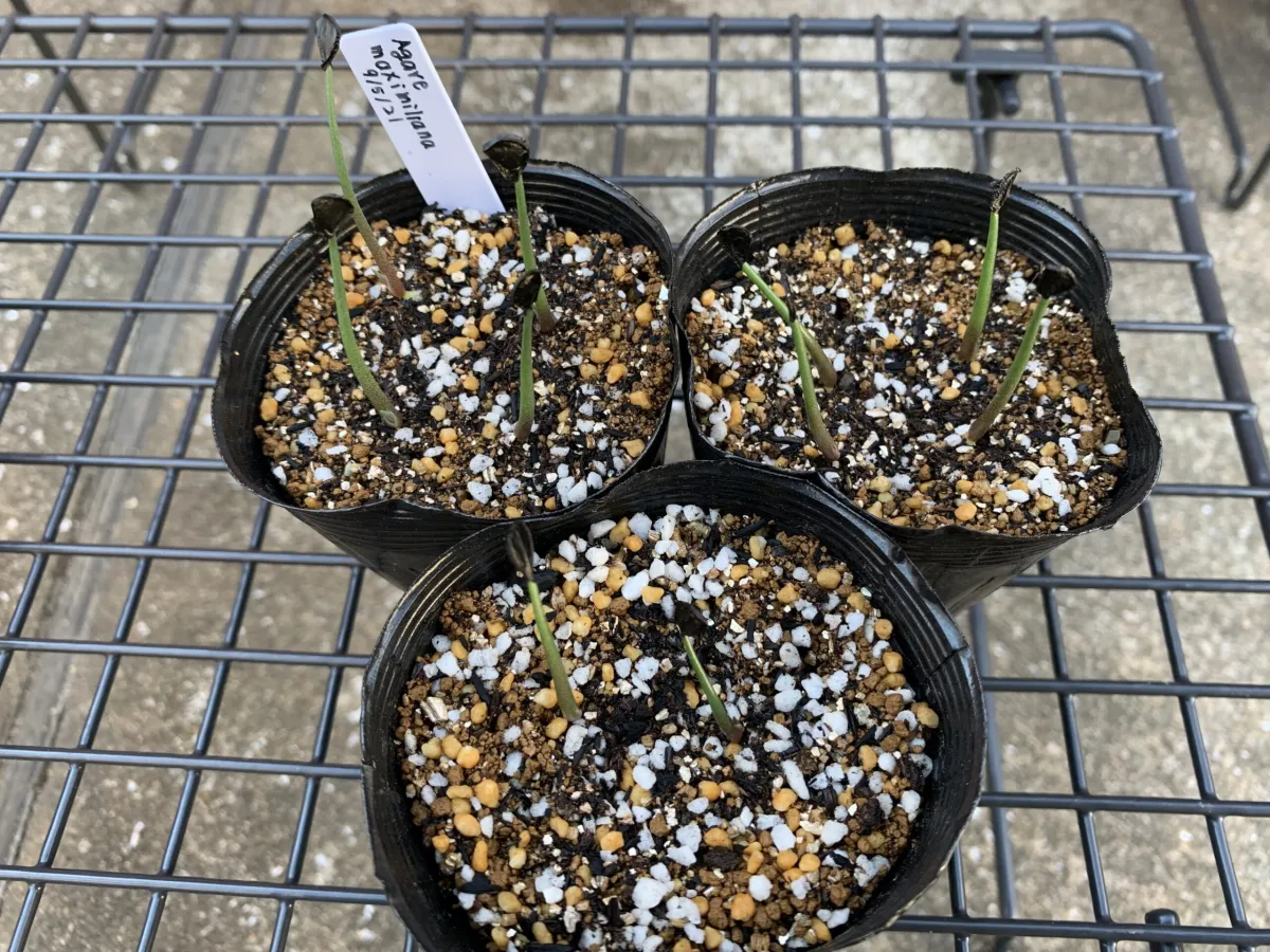 Agave maximiliana (アガベ マキシミリアナ)