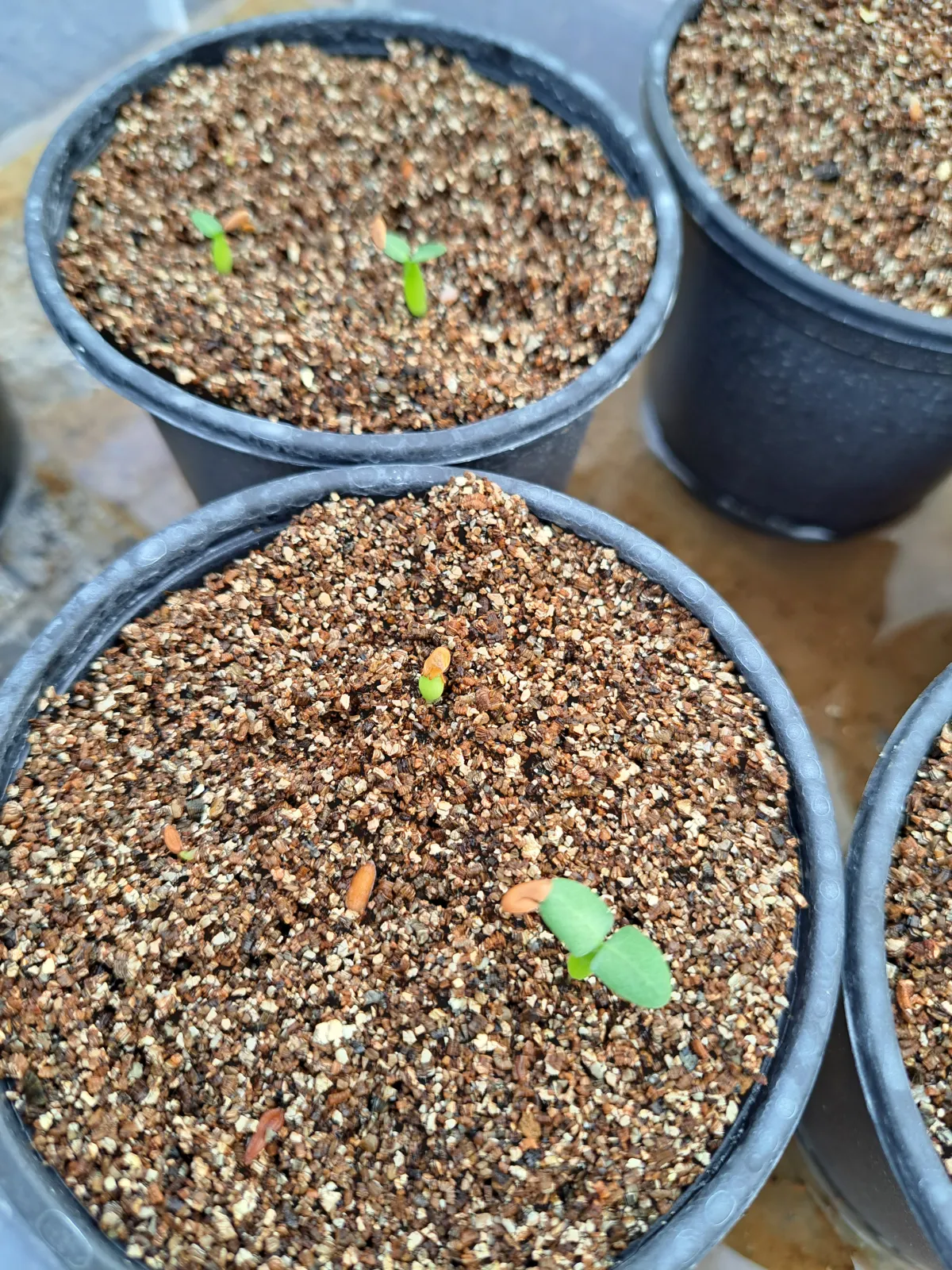 Pachypodium densiflorum var. densiflorum (パキポディウム デンシフローラム)