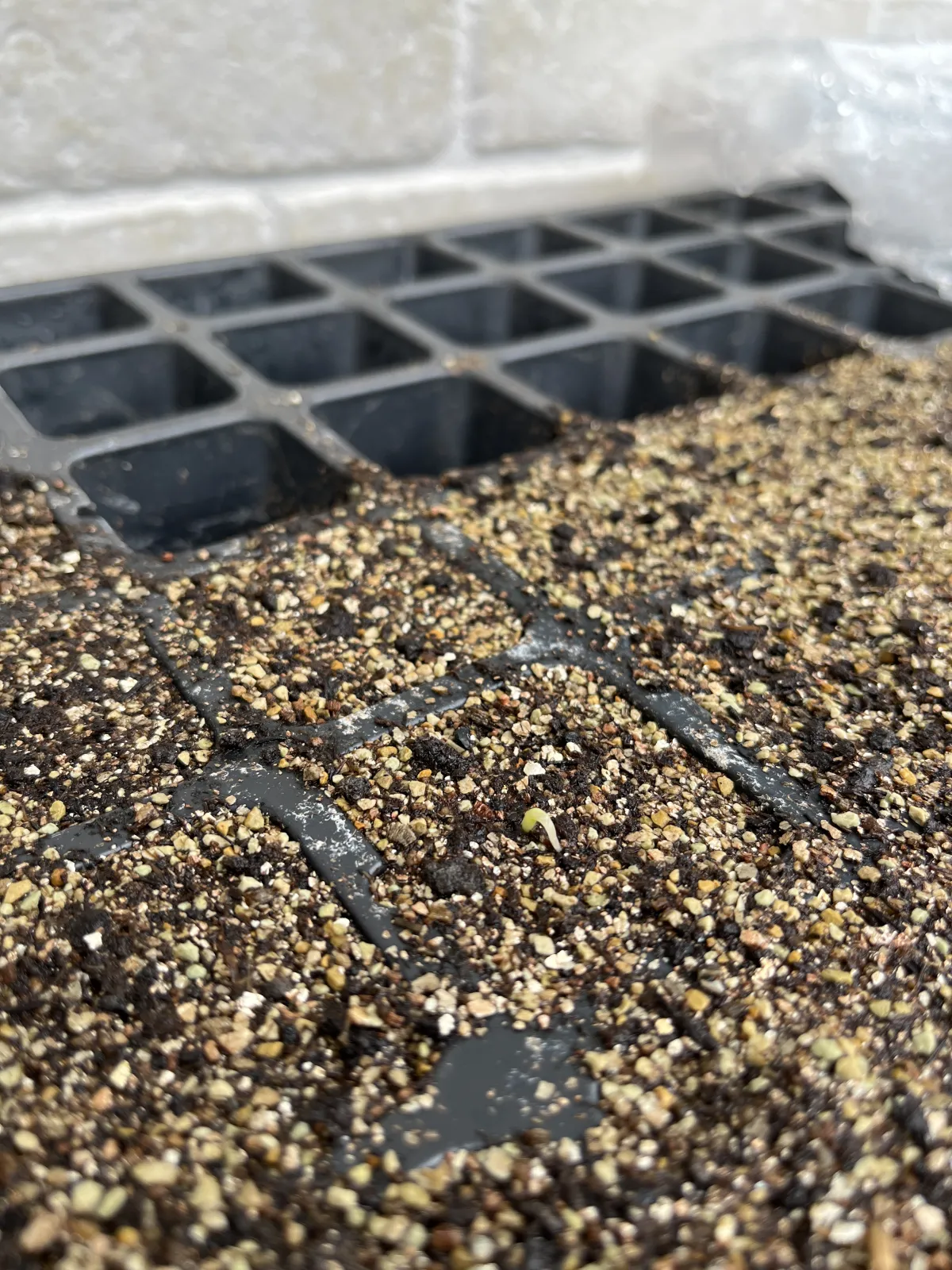 Agave oteroi (アガベ オテロイ)