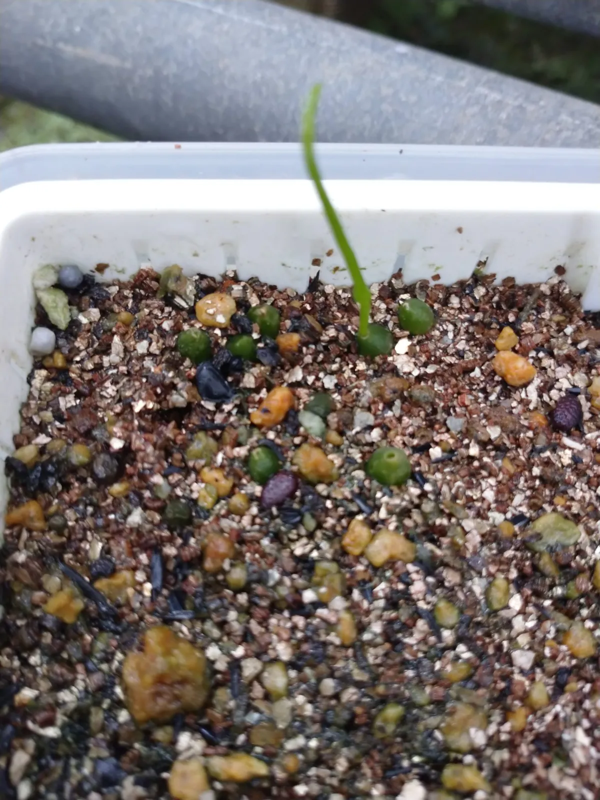 Bowiea volubilis (ボウィエア ボルビリス 蒼角殿)