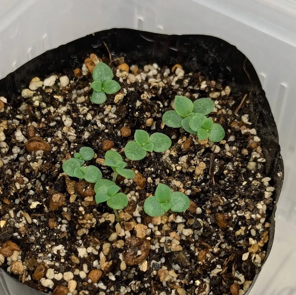 Echeveria cante White Cloud Echeveria (エケベリア カンテ)