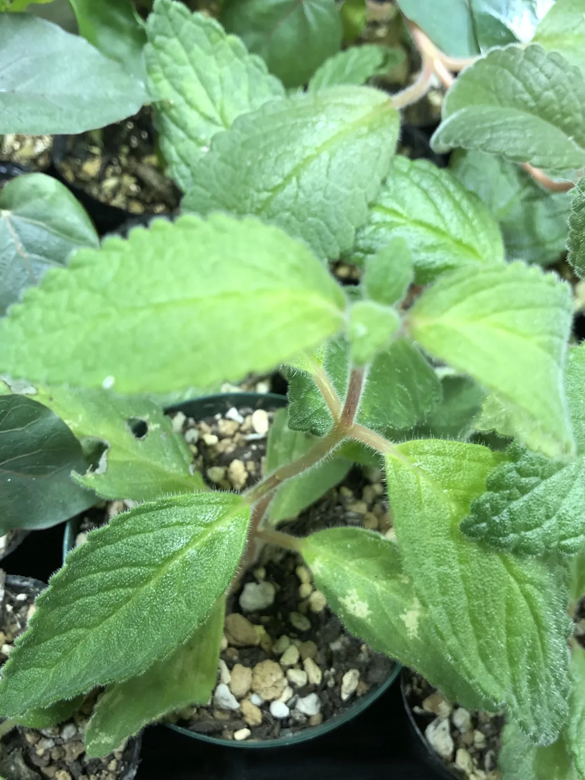 Sinningia werdermannii (シンニンギア ウェルデルマニー)