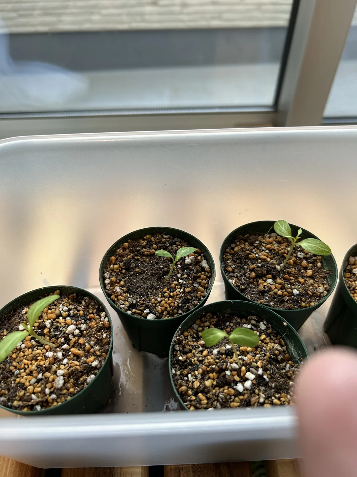 Fouquieria purpusii (フォークイエリア プルプシー)