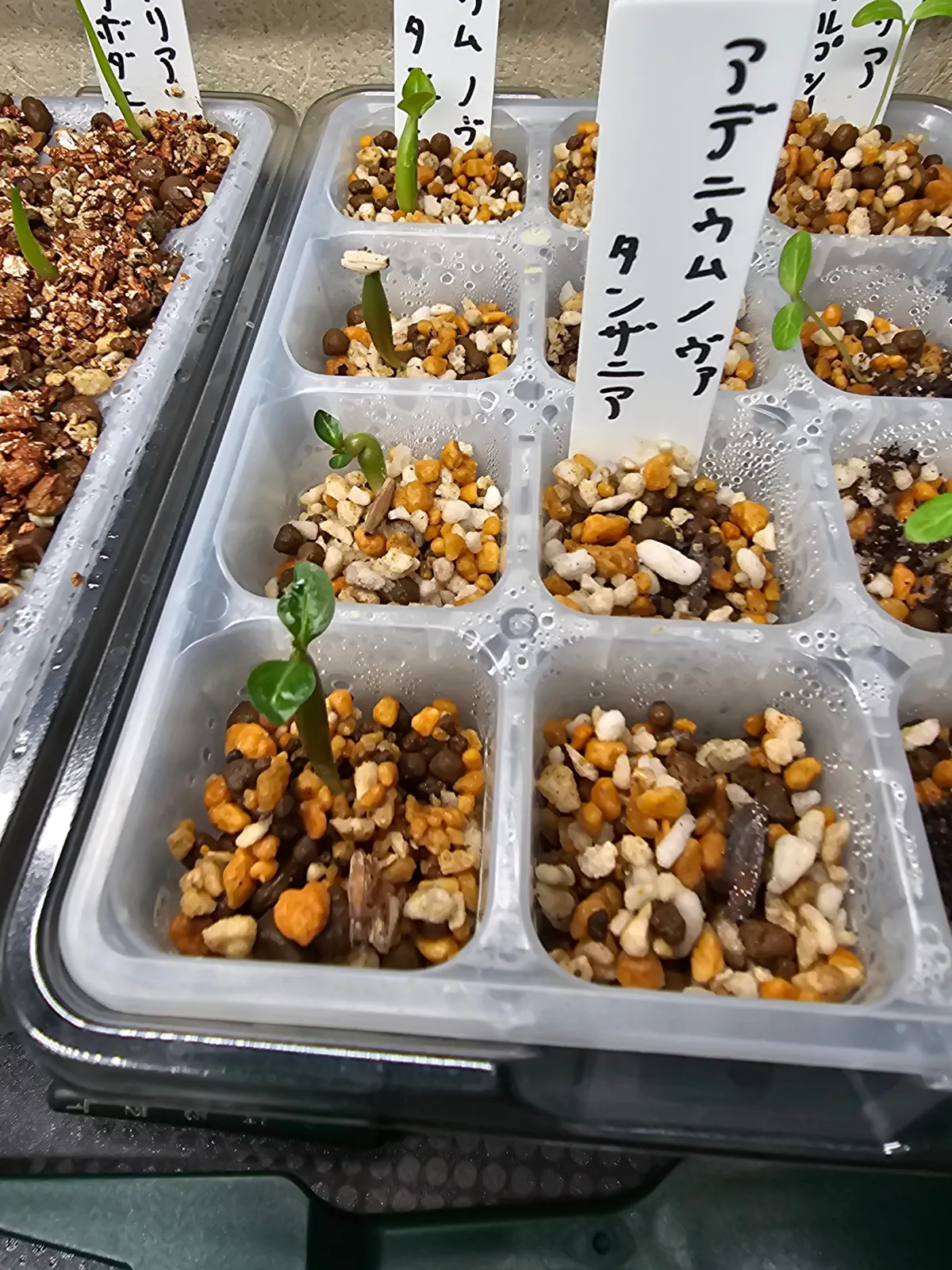 Adenium obesum Nova Tanzania (アデニウム ノヴァ タンザニア)