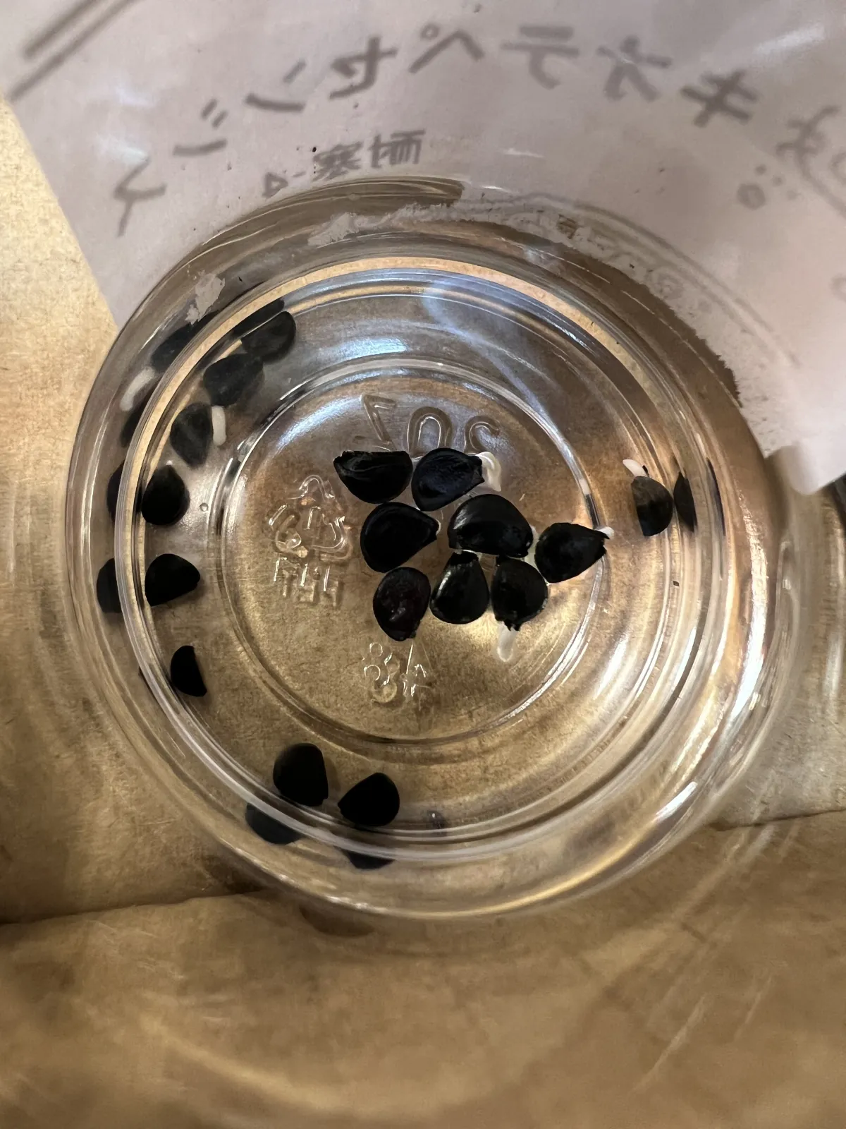 Agave quiotepecensis (アガベ クイオテペセンシス)