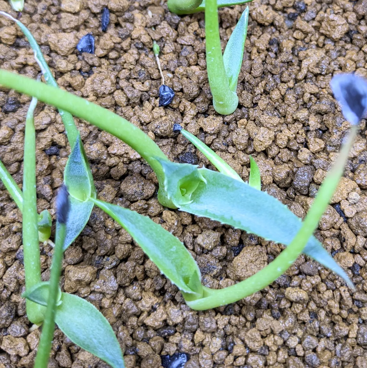 Agave cerulata subsp. cerulata (アガベ セルラータ)