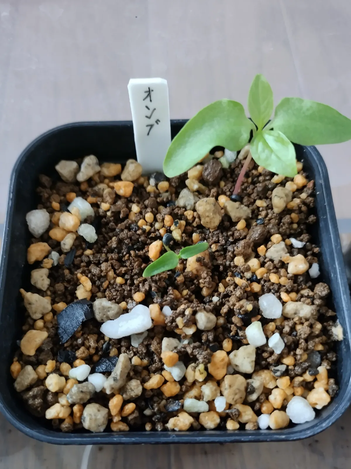 Phytolacca dioica (フィトラッカ ディオイカ)