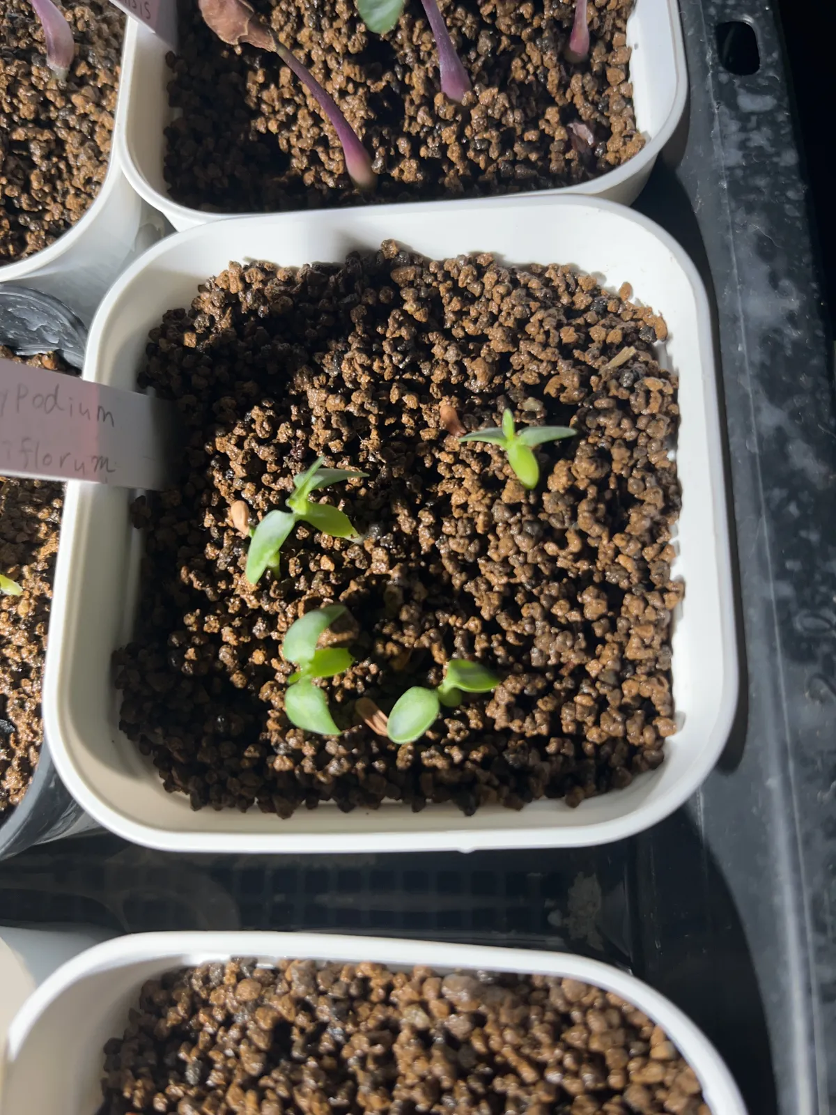 Pachypodium densiflorum var. densiflorum (パキポディウム デンシフローラム)