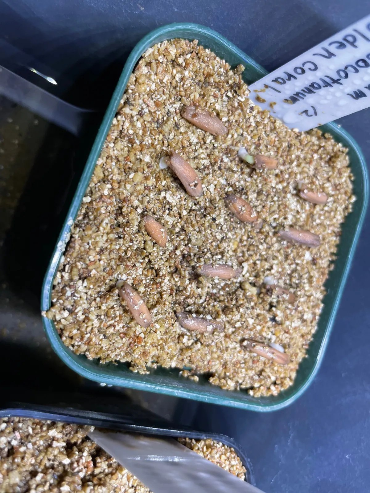 Adenium obesum (アデニウム タイ ソコトラナム)