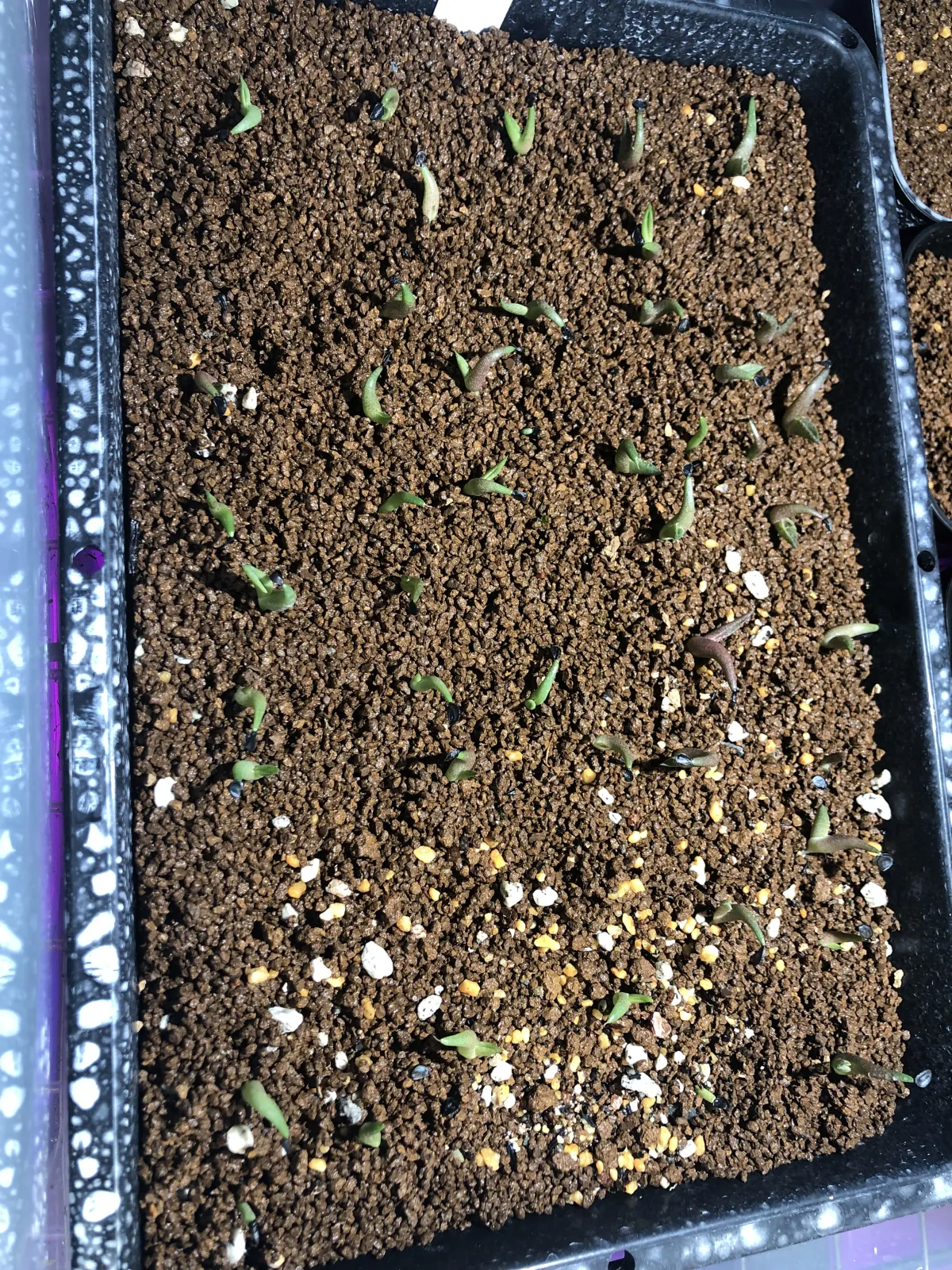 Agave titanota 'Blue' (アガベ チタノタブルー)