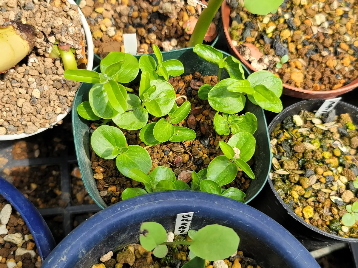 Dovyalis caffra (ドビアリス カフラ)